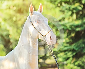 Akhal-Teke horse portrait.