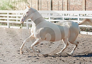 Akhal-Teke horse portrait.