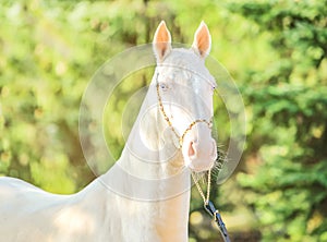 Akhal-Teke horse portrait.