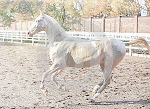 Akhal-Teke horse portrait.