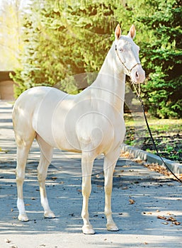 Akhal-Teke horse portrait.