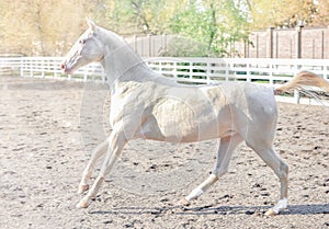 Akhal-Teke horse portrait.