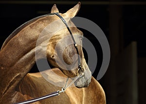 Akhal-Teke horse with traditional tack