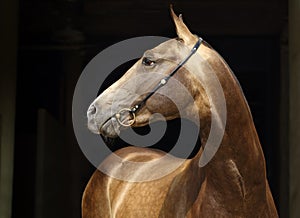 Akhal-Teke horse with traditional tack