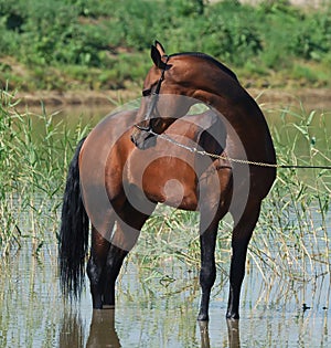 Akhal-teke horse in water