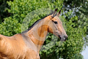 Akhalteke horse