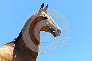 Akhalteke horse