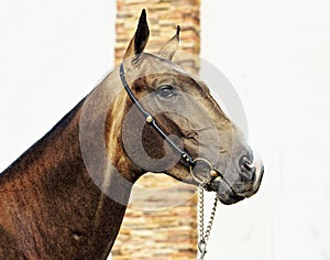 Akhalteke horse portrait on stud background