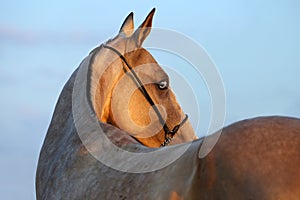 Akhalteke mare in evening