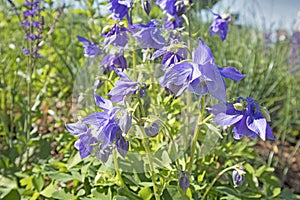 The Akilegiya Terry. Aquilegia Clementine Rose perennial. Aquilegia Nora Barlow Clematis Flowered or Rose Columbine