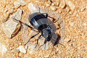 Akis granulifera Beetle, Ria Formosa Natural Park, Algarve, Portugal