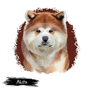 Akita breed digital art illustration isolated on white. Cute domestic purebred animal. Large breed of dog American Akita