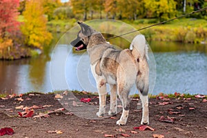 Akita breed dog on a walk in the autumn park. Beautiful fluffy dog. American Akita