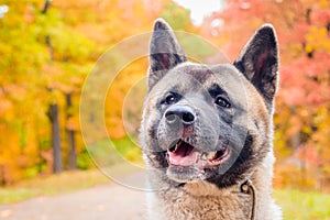 Akita breed dog on a walk in the autumn park. Beautiful fluffy dog. American Akita