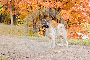 Akita breed dog on a walk in the autumn park. Beautiful fluffy dog. American Akita