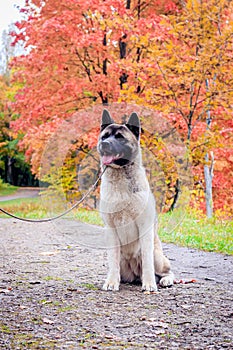 Akita breed dog on a walk in the autumn park. Beautiful fluffy dog. American Akita