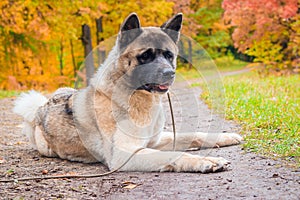 Akita breed dog on a walk in the autumn park. Beautiful fluffy dog. American Akita