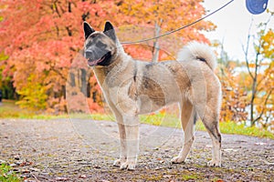 Akita breed dog on a walk in the autumn park. Beautiful fluffy dog. American Akita