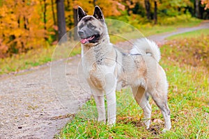 Akita breed dog on a walk in the autumn park. Beautiful fluffy dog. American Akita