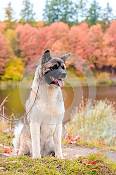 Akita breed dog on a walk in the autumn park. Beautiful fluffy dog. American Akita