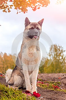 Akita breed dog on a walk in the autumn park. Beautiful fluffy dog. American Akita