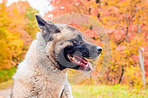 Akita breed dog on a walk in the autumn park. Beautiful fluffy dog. American Akita