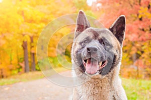 Akita breed dog on a walk in the autumn park. Beautiful fluffy dog. American Akita