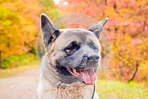 Akita breed dog on a walk in the autumn park. Beautiful fluffy dog. American Akita