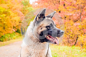 Akita breed dog on a walk in the autumn park. Beautiful fluffy dog. American Akita