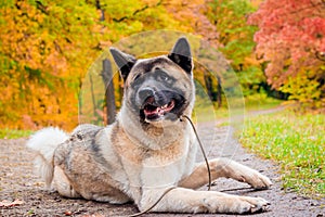 Akita breed dog on a walk in the autumn park. Beautiful fluffy dog. American Akita