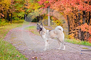 Akita breed dog on a walk in the autumn park. Beautiful fluffy dog. American Akita