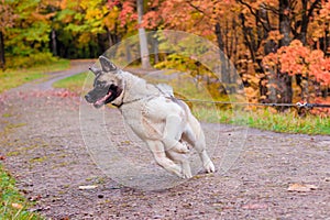 Akita breed dog on a walk in the autumn park. Beautiful fluffy dog. American Akita