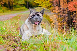 Akita breed dog on a walk in the autumn park. Beautiful fluffy dog. American Akita