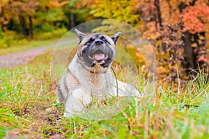 Akita breed dog on a walk in the autumn park. Beautiful fluffy dog. American Akita