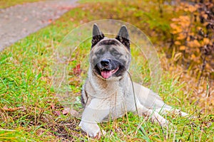 Akita breed dog on a walk in the autumn park. Beautiful fluffy dog. American Akita