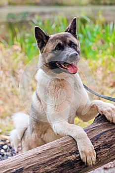 Akita breed dog on a walk in the autumn park. Beautiful fluffy dog. American Akita