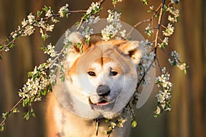 Akita in the bushes of a blossoming plum