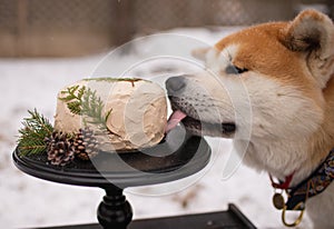 Akita with a delicious cake on a winter day