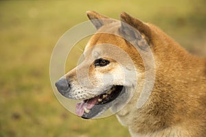 Akita dog