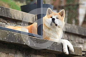 Akita dog