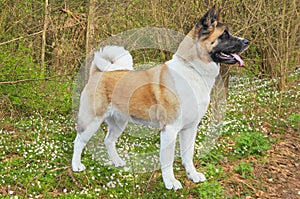 Akita dog