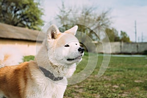 Akita Dog Or Akita Inu, Japanese Akita Outdoor. Close Up