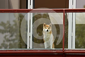 Akita dog on balcony