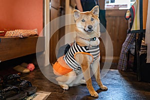 An Akita dog in a cafe in Tokyo