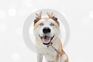 Akita dog christmas reindeer antlers costume. Isolated on white background