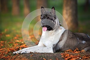 Akita dog lay in park