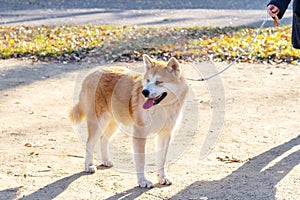 Akita dog on a leash in an autumn park on an alley
