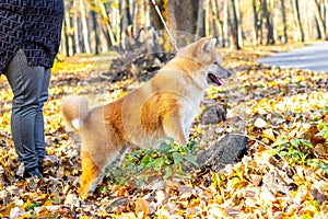 Akita dog on a leash near his owner during a walk in an autumn park
