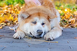 An Akita dog lying with a sad look on an alley in a park