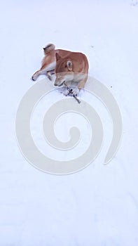 Akita dog lying on snow playing with stick